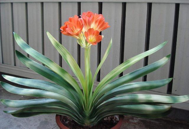 花友们|君子兰不开花,却不知道问题在哪老花匠这些地方有讲究