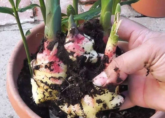 土壤|家中的油桶别扔了,里面丢一块姜,浇点水给点肥,一年收获一大盆