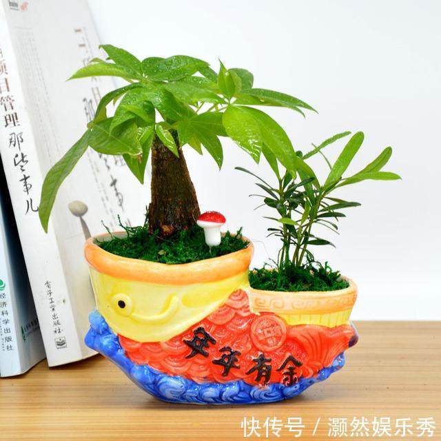 4种花摆放在家中,不仅能净化空气,最重要的是能旺财