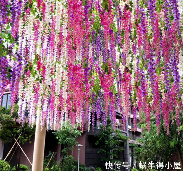 此3种花,花多易爆盆,春天只要种上1种,家里变成大花园