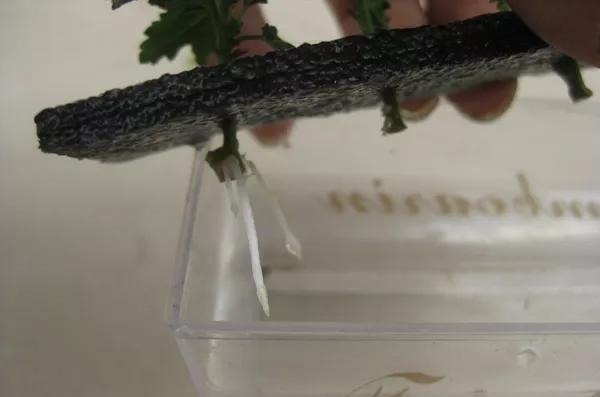 3种枝条泡水里，10天长根，一次开花100朵，水培成活率更高！