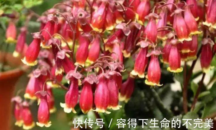 银杏树|4种花很好养,花开酷似一盏盏红灯笼,养在哪里都爆盆,惹人喜爱