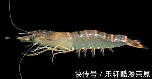 正确做法|保存大虾不要直接冻冰箱，学会正确做法，放到过年吃依旧新鲜