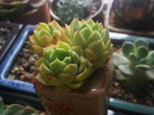 能养出果冻色更好，没状态也不丑的多肉酸橙辣椒，颜色清脆很清新