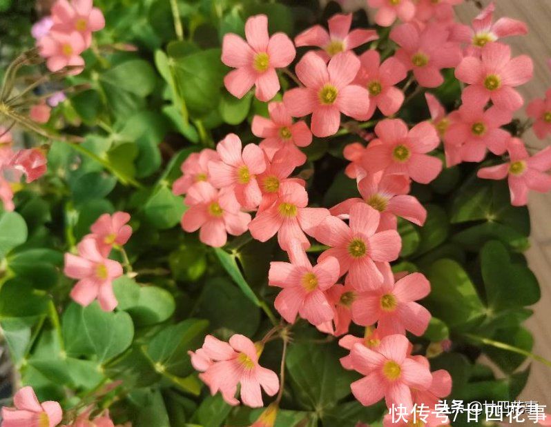 花草|秋天买花别买错,选这5款放阳台,一年开3季,个个“开花劳模”