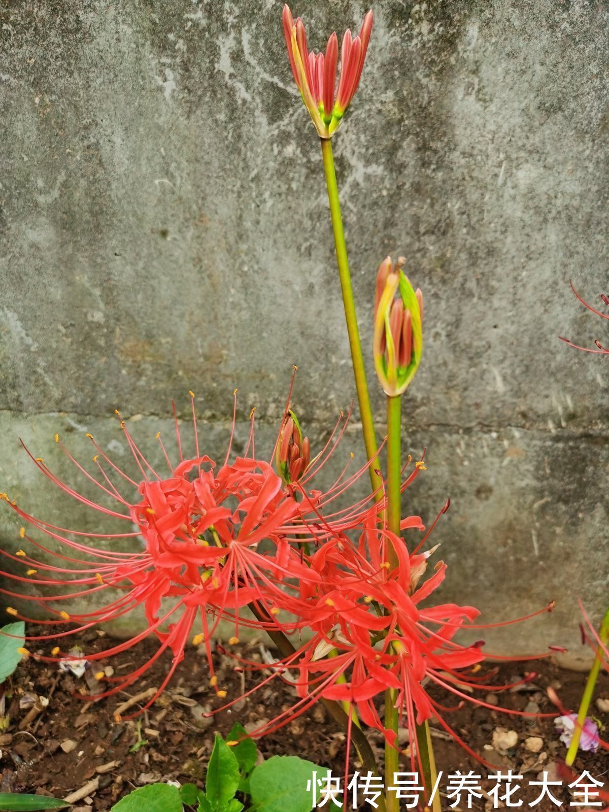 两种花，名字听起来吓人，开花却美翻了，养一次就上瘾