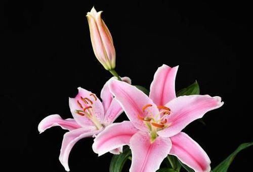 食物|女性不想显老，推荐多吃三种食物，改善气血，更显身体年轻