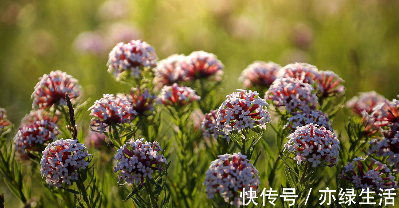 此花鲜艳多彩妖艳多姿，给人一种顽强拼搏的精神，象征着英雄本色