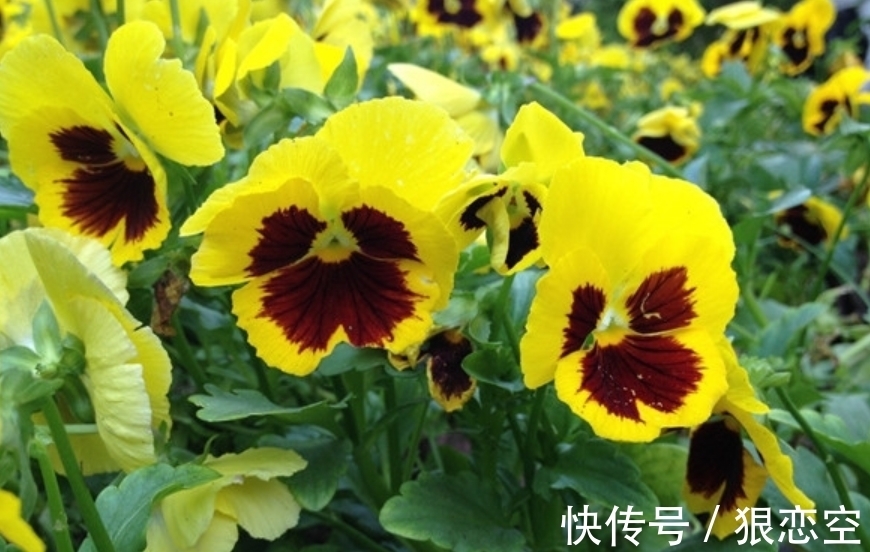 六倍利|谁见了都喜欢的4种花,好养又漂亮,开起花来拦不住,美不胜收