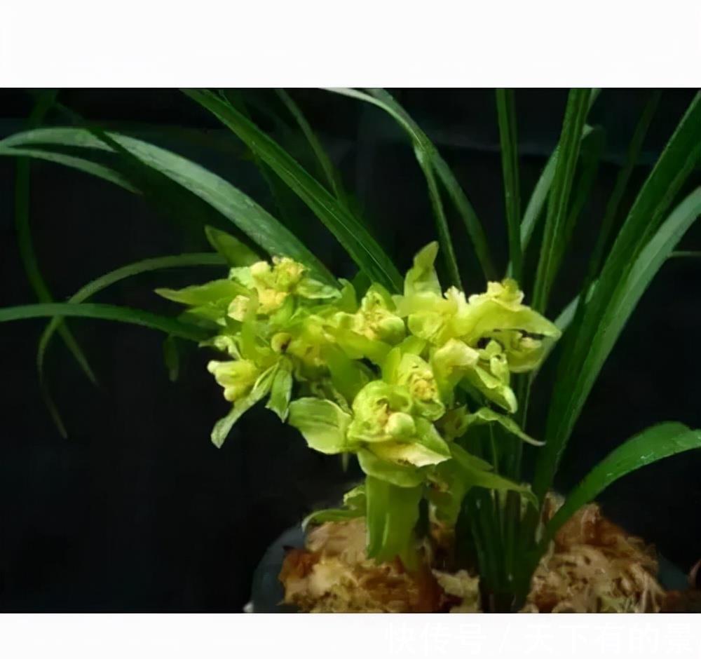 兰花界的“奇花之王”,翩翩起舞似蝴蝶,花苞大开花香,值得种植