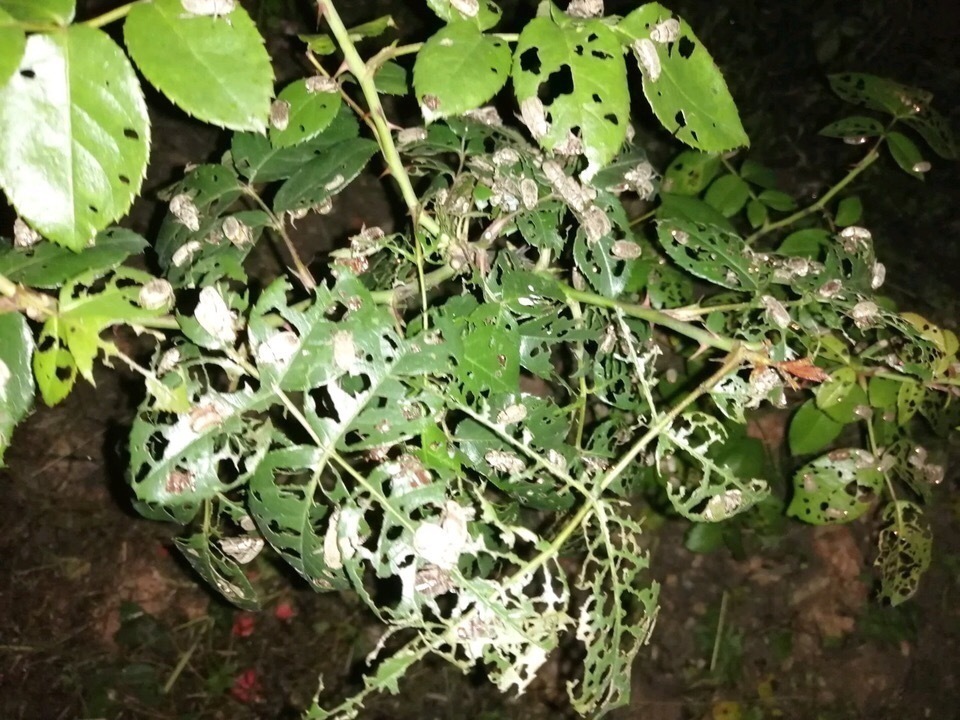 浇水|养花就怕“生虫子”,平时浇水加点“它”,杀菌灭虫,放心养花