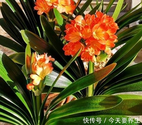 教你自制“氮磷钾肥”,君子兰最爱吃,30天喂一次,长势不会差!