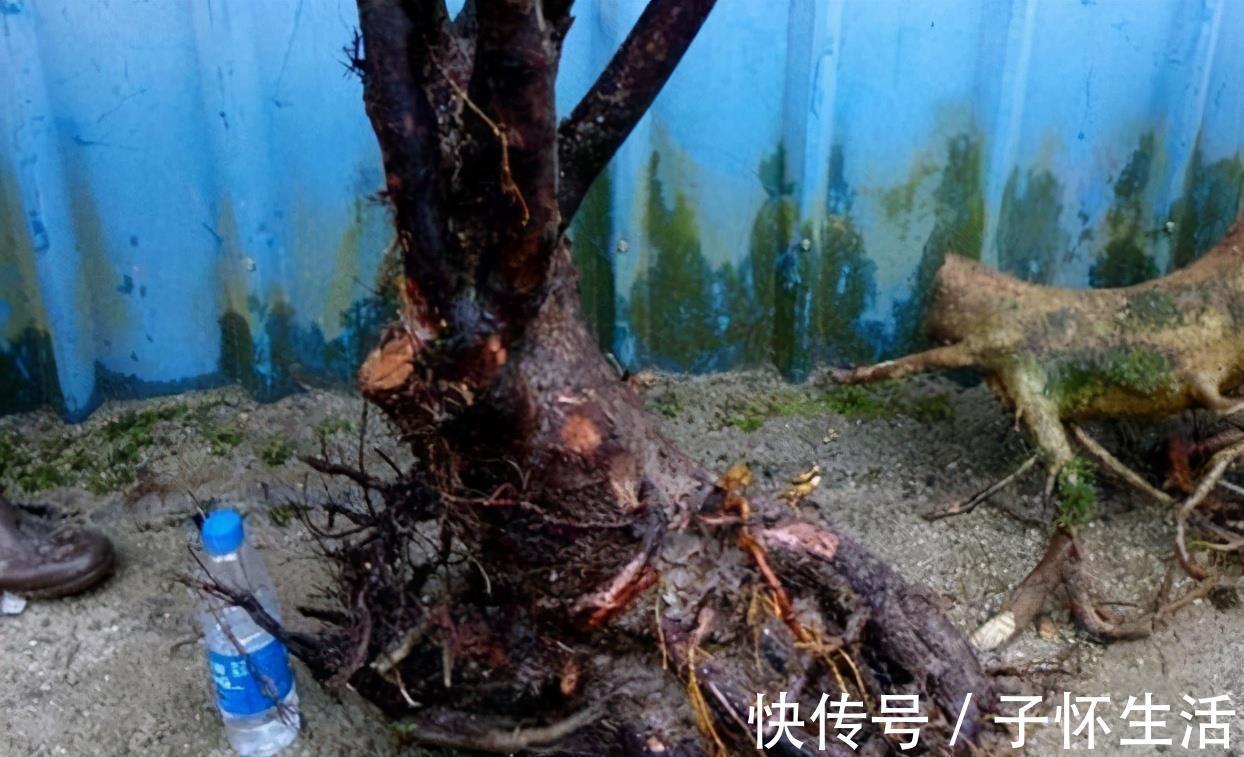 盆栽|挑战用树桩打造盆景,满足这3要求,个个美如画、增值不少