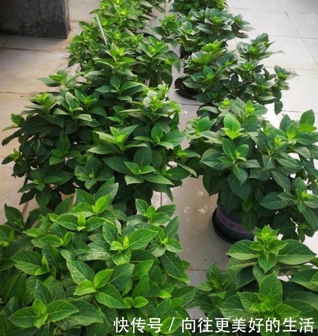 秋季|到了8月底,养绣球花抓住“3个”重点,枝条多、明年花朵密