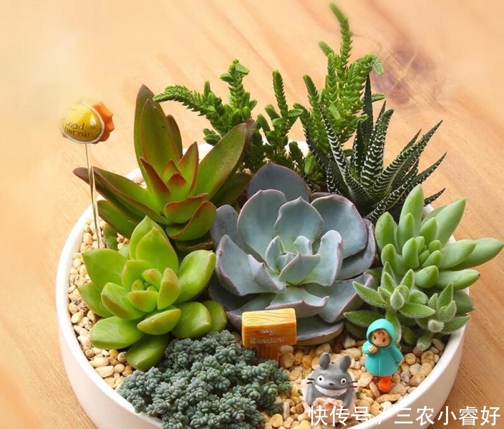 多肉|多肉植物种植技巧