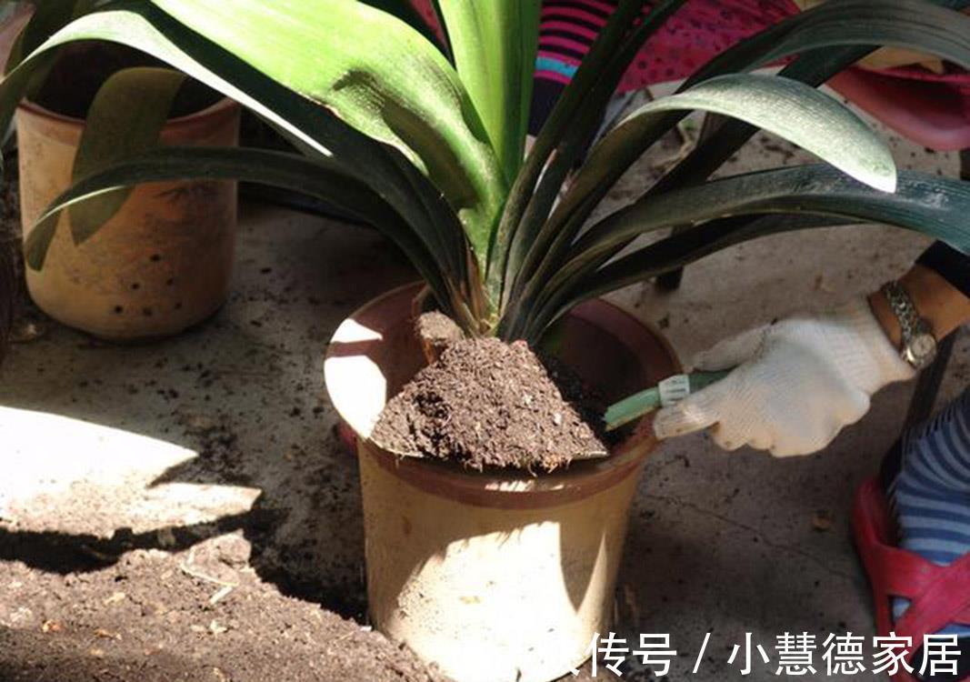 养分|4种“再生花”，九月“翻盆”开花多，花盆里还有“惊喜”很多