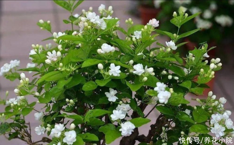 养护|茉莉开花少,咔咔剪几刀,枝头长满花苞