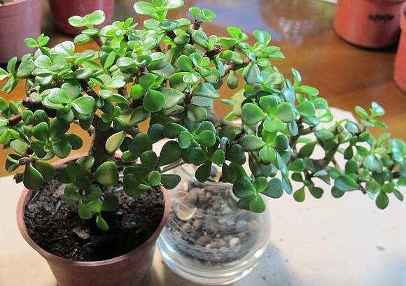 酒瓶外形好看就拿来当花盆,搭配文竹、吊兰、金枝玉叶,特美!