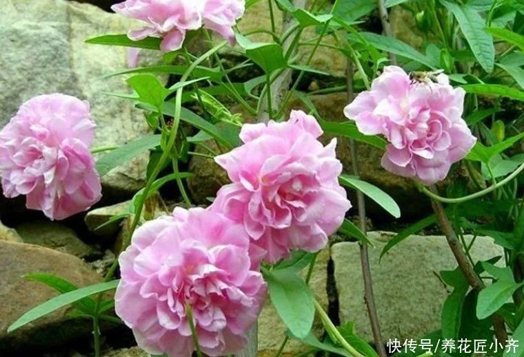 天下风物——《10种“流氓花”，养它的都“后悔”了，一棵就泛滥，铲都铲不完》风光题照