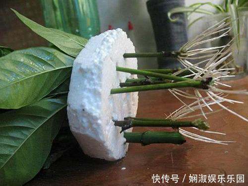 扦插月季、栀子花、三角梅,只用一个矿泉水瓶,插出满满大白根