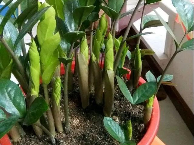 叶子|嫌花长的丑,趁现在砍头,满盆都是新叶子!