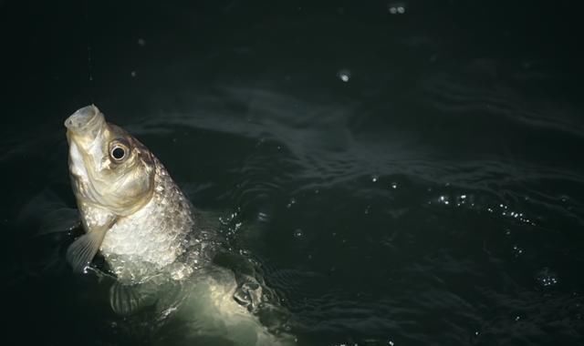 钓友|春季天晴钓鱼难老钓友试试这些方法,大鲫鱼拉到手软