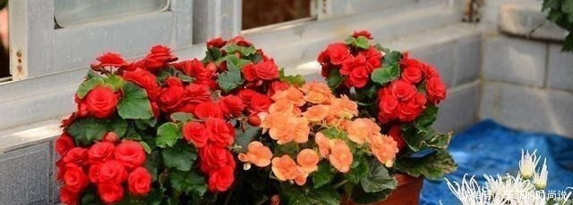 花期|逛花市记住“3买3不买”,春夏花期砰砰开花,家里是花海