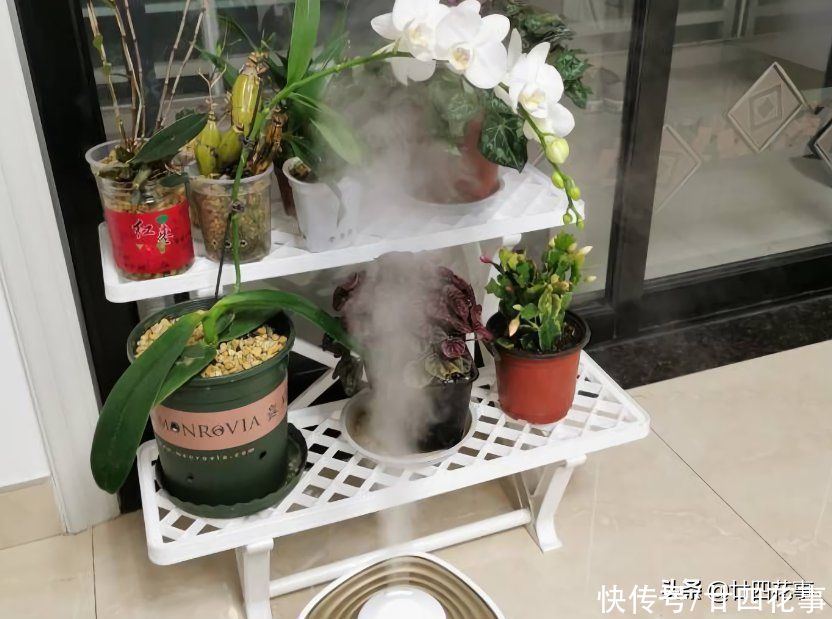 多肉植物|5种情况,不能给花草乱喷水,搞不好烂叶烂心,还掉花苞