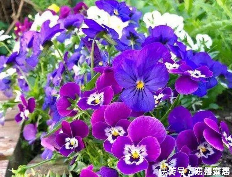 开花最香的3种花,花朵大花期长,比牡丹还美,年年开花美翻