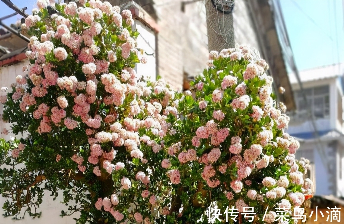 九种“皮实花”,多晒少管长得好,养成老桩更高档,绿萝没上榜