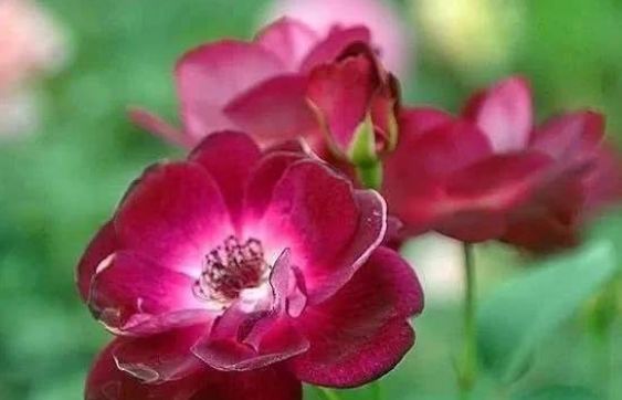 新手养花,不如养盆花中精品“葡萄冰山”,花大色艳,株型饱满