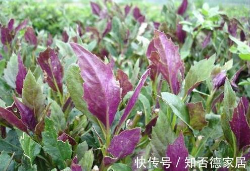 美容养颜|女性不想老得快,脸上爬满皱纹,3类野菜,美容养颜,美白抗衰老