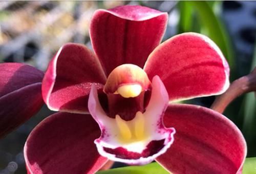  新芽|新芽能挤爆盆的兰花，花色红艳，花苞自带糖果香，每年可开花5次