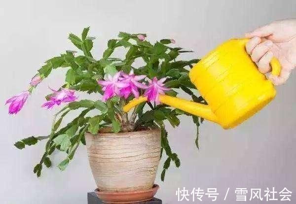 根系|养花“杀手”都有的5个毛病，难怪买花“养1盆死1盆”，要改正了