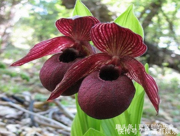 此花叶片姿态高雅，别致的花姿具有着奇特的美感，寓意为无邪之花