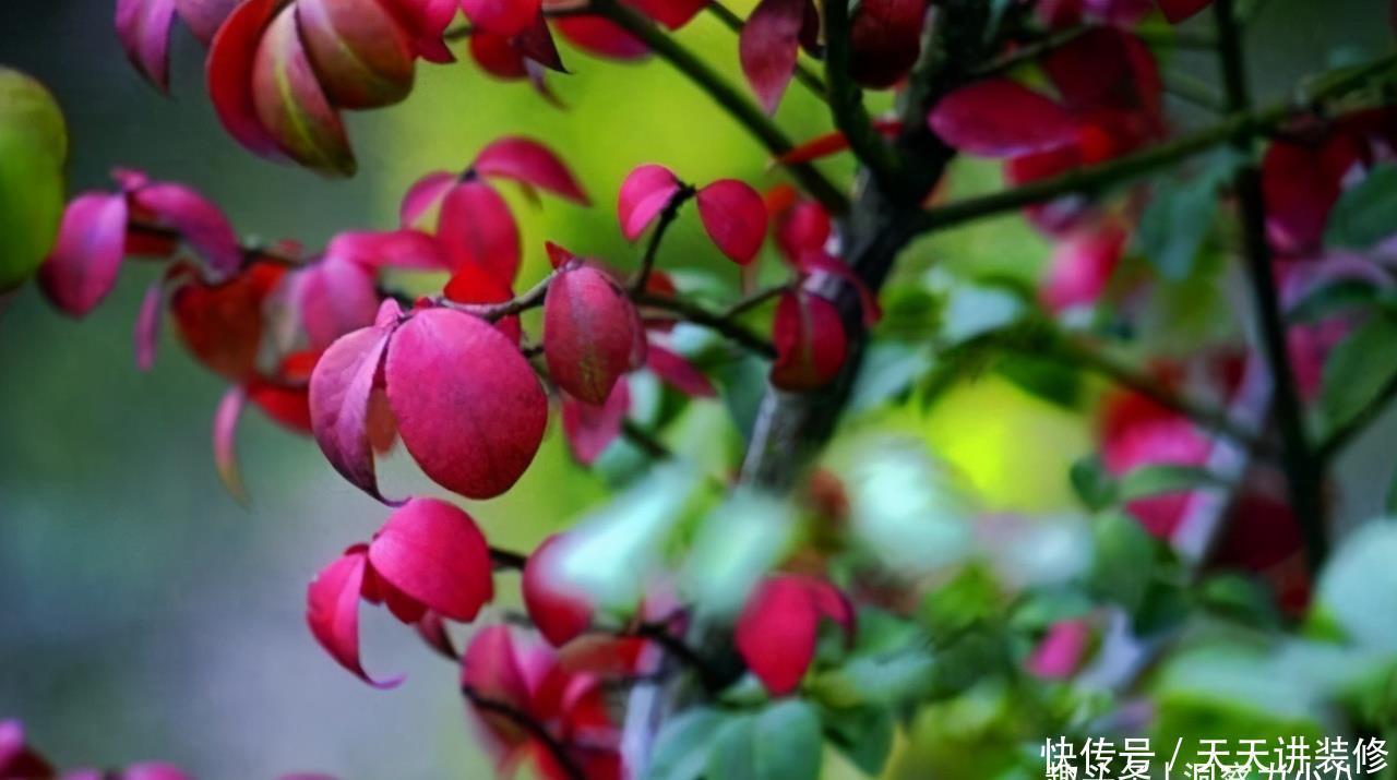 火焰南天竹不难养,掌握“三习性”,叶片红似火,结出玛瑙小红果