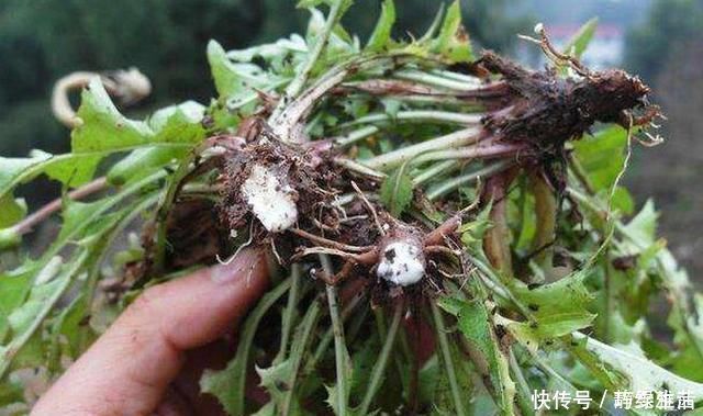 蒲公英泡水|肝病的“死對頭”,常吃5種“硒食物”,保護肝臟更長壽