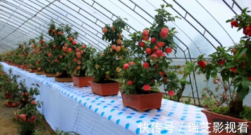 阳台养花过时了，盆栽这2款果树，赏花有果子吃，真令人羡慕