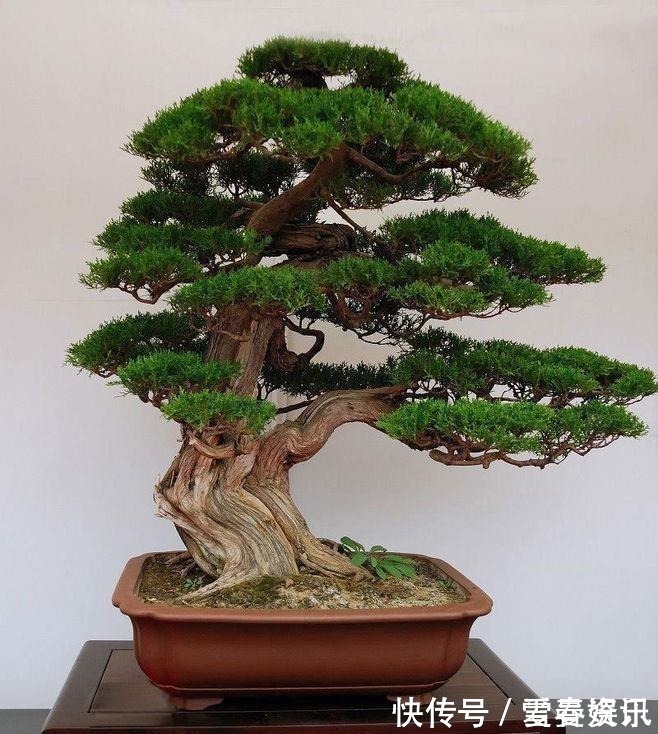 4种“便宜花”,多修剪少浇水,养成高价盆景,价格翻倍