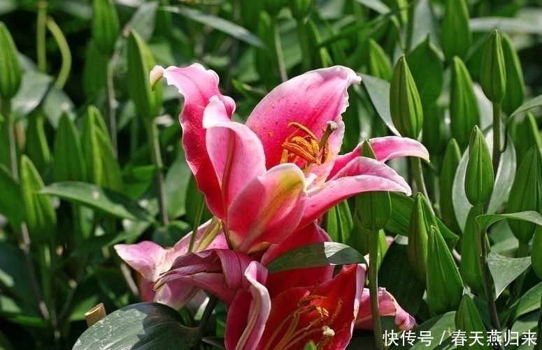 强瞿|此花超凡脱俗,矜持含蓄深受世界人民喜爱,有着财富高贵的象征