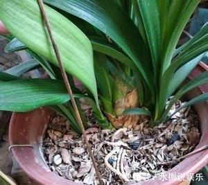 休眠期|休眠期养君子兰,浇水有妙招,1个小妙招,度夏营养足,长势旺