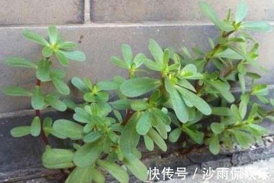 野草|农村有种常见的野草,是治疗瘊子的良药,分分钟治好,不再长