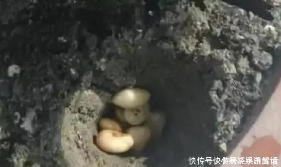 花卉|养花需“氮磷钾肥”怎么办别再花钱买了,上厨房找找全都有了!