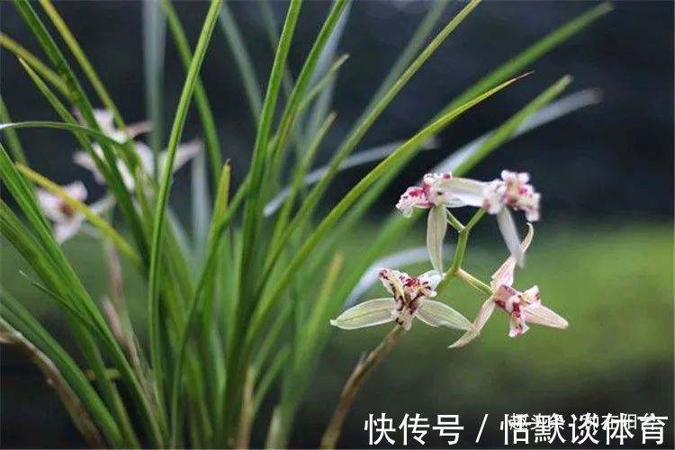 一窝兰花怎么分，既能分成单株，又能株株成活？不难，看秘笈！