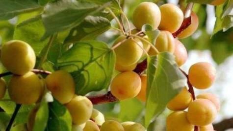 大肚子|女性常吃此果，大肚子没了，色斑淡了，子宫越来越干净，效果好