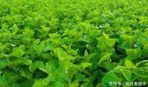 桑葉|桑葉都有哪些營養功效，什么時候采摘桑葉比較好來了解一下