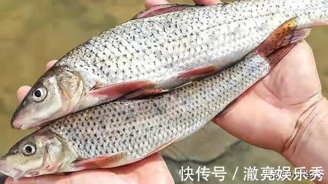 水域|江西吉安的野河中发现罕见的花骨鱼,为何极少有人钓到它?