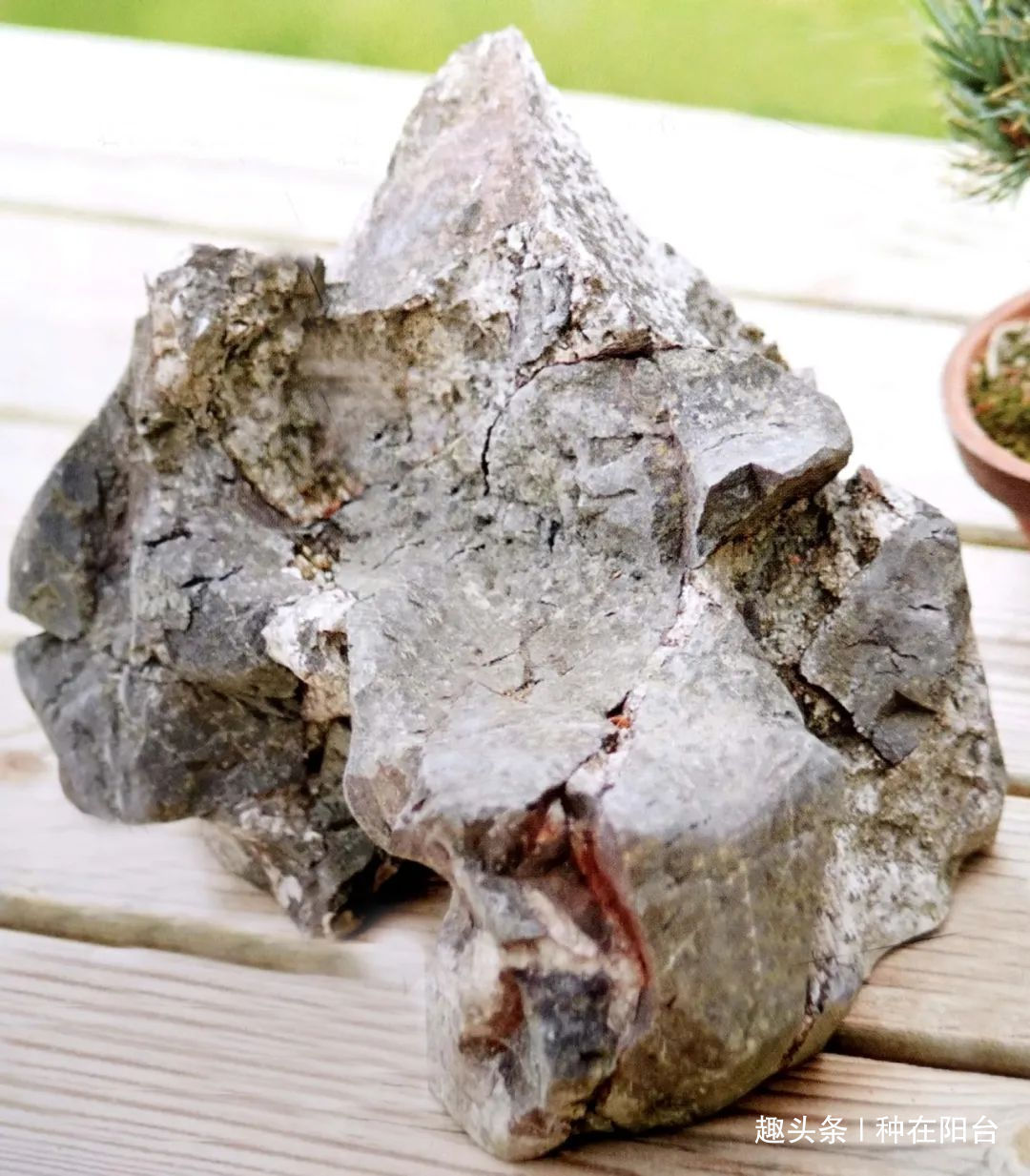 魅力|“岩石与树枝”一步步完美契合,叹服附石盆景的魅力无人能挡!