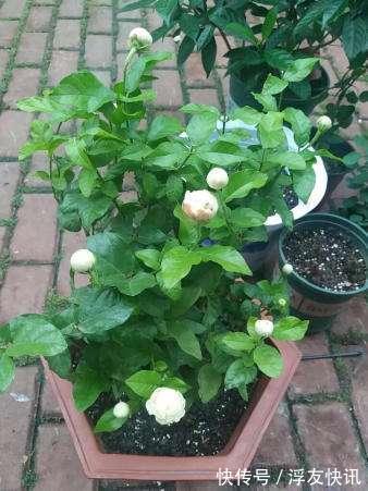 茉莉花最爱3种“肥料”，家中就有，浇一点，花大芳香、开爆盆！