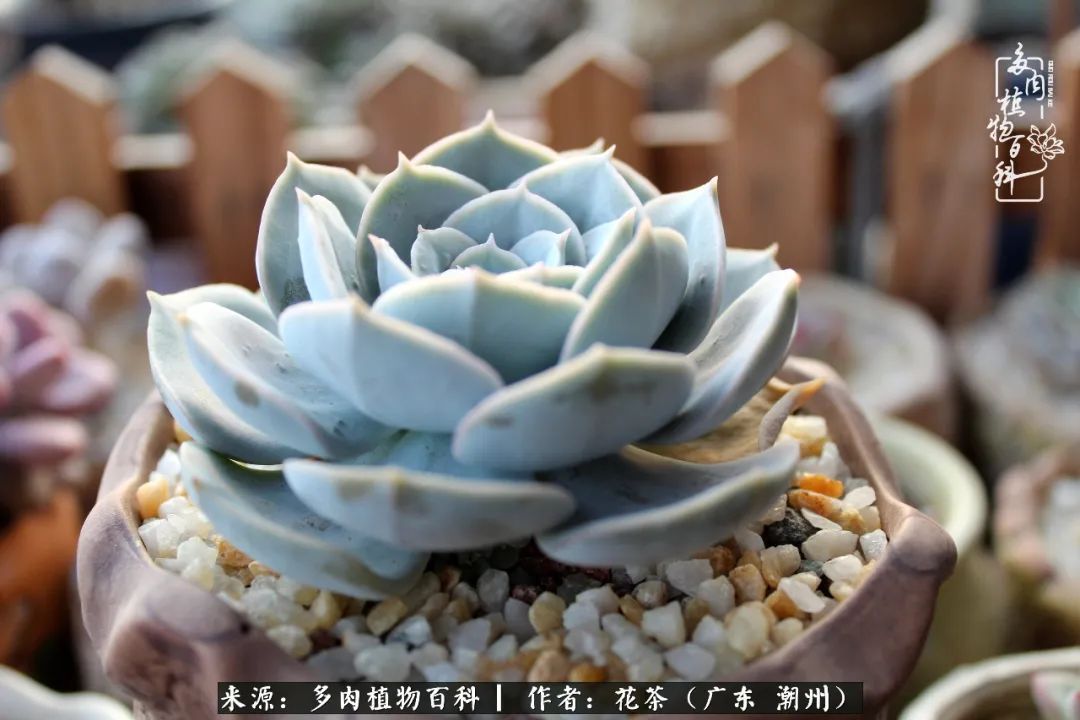 放松心情,静享愉悦,阳光下的多肉是最美的!